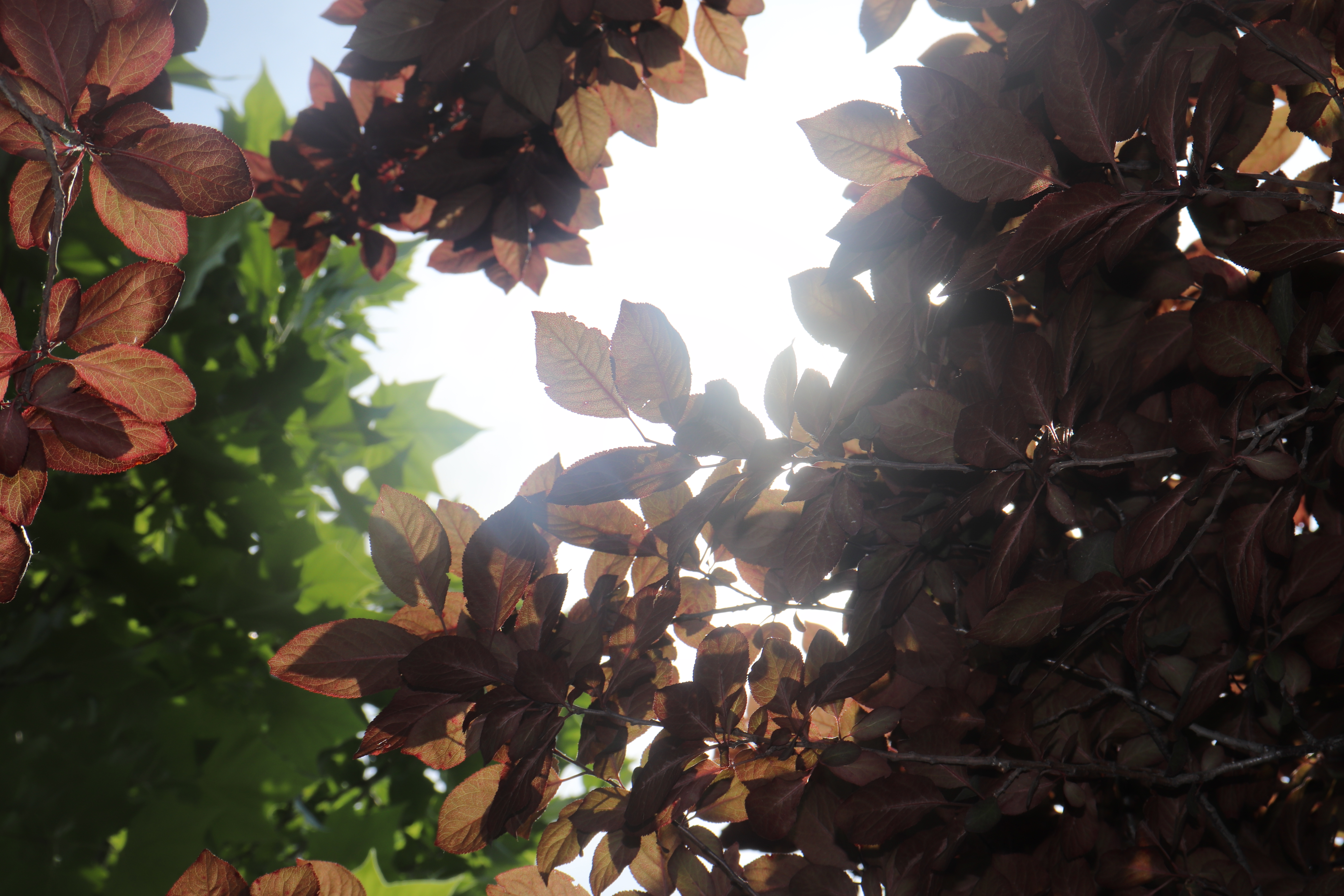 20200528222524_IMG_7271